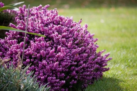 Purple Heather Flowers Free Stock Photo - Public Domain Pictures