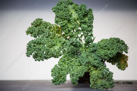 Kale Brassica Oleracea Var Sabellica L Stock Image C034 8064 Science Photo Library