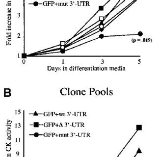 Structure of the mutant DMPK mRNA and GFP minigenes. (A) The mutant... | Download Scientific Diagram