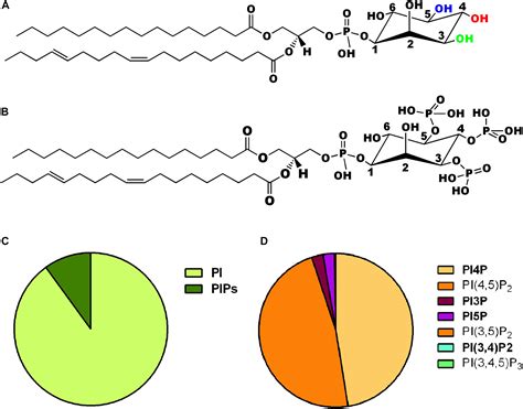 Phosphatidylinositol Structure