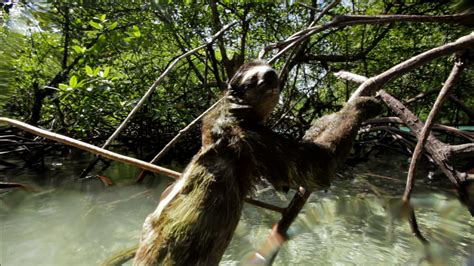 The Pygmy Sloth: A Specialized Species | PBS LearningMedia