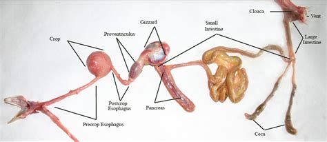 Diagram Of The Digestive System Of A Chicken Digestive Syste