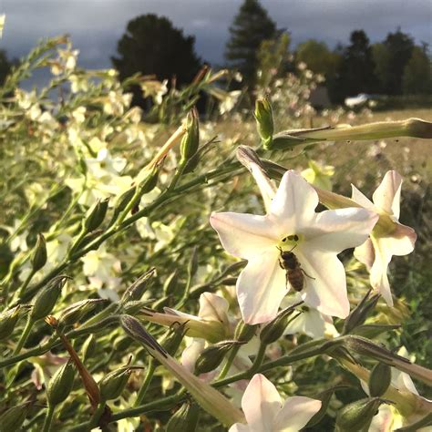 Nicotiana - Jasmine Scented - Deep Harvest Farm