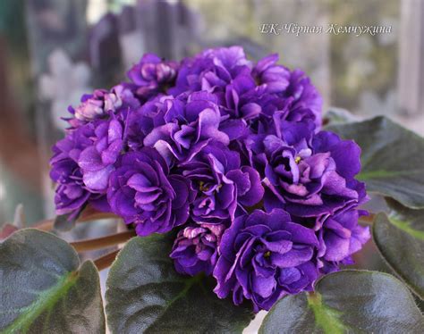 Фиалка черная жемчужина - фото и картинки: 68 штук