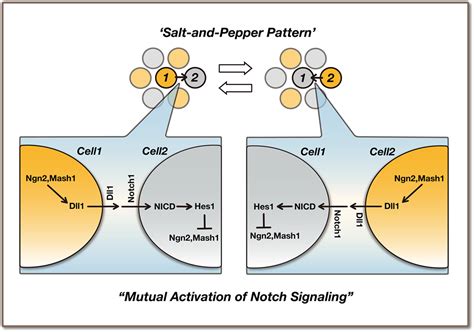 Frontiers Dynamic Expression Of Notch Signaling Genes In Neural Stem