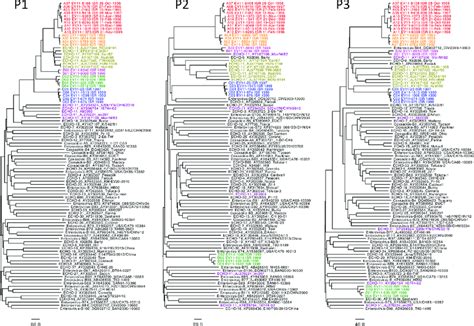 Phylogenetic Trees Constructed Based On P P And P Regions Of Ev