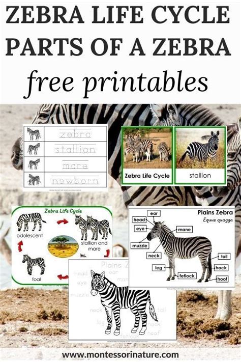 Zebra Life Cycle And Parts Of A Zebra Free Printable Montessori