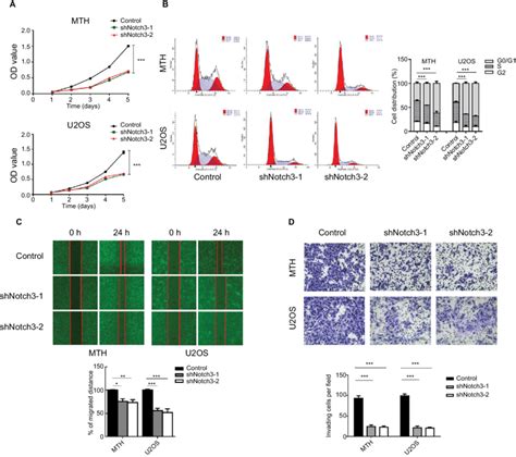 A Effect Of Notch3 Knockdown On The Proliferation Of Osteosarcoma Download Scientific Diagram