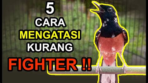 5 Cara Mengatasi MURAI BATU Kurang FIGHTER Yang AMAN Dan EFEKTIF YouTube