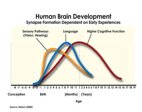 First 5 things to know about early brain development