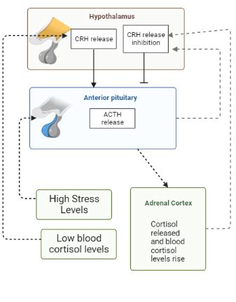 Interpreting A Figure Of A Negative Feedback Loop Practice Biology