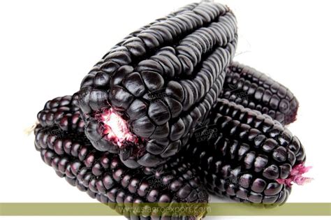 Maiz Morado Purple Corn Zea Mays Siagro Export Superfoods