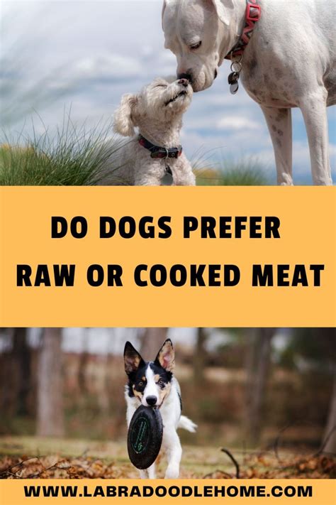 Do Dogs Prefer Raw or Cooked Meat - The Best Choice!