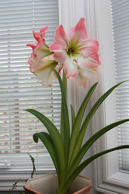 Stunning Amaryllis Varieties To Plant Right Now Artofit