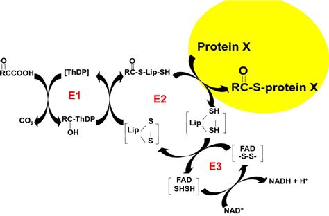 Alpha Ketoglutarate