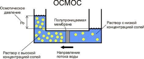 Осмос