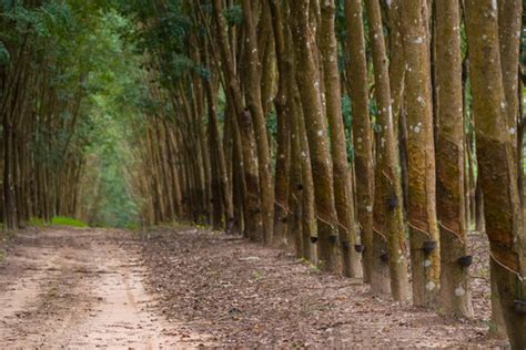 "Rubber Tree Plantation" Images – Browse 12,534 Stock Photos, Vectors ...