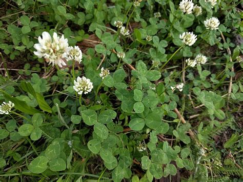 How to Get Rid of White Clover: Controlling Clover in Your Lawn