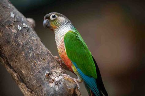 Pourquoi Un Oiseau Piaille Guide Chat Et Chien