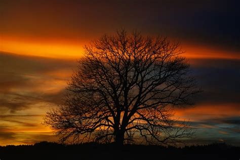 Sunset Sky Tree - Free photo on Pixabay