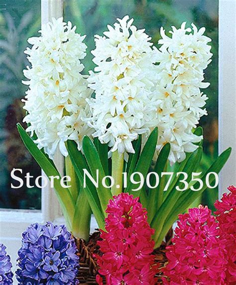 100pcs Hyacinthus Orientalis Seeds Perennial Ornaments