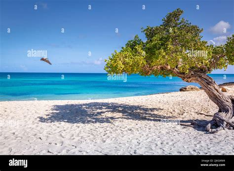 Pelican Flying Over Idyllic Beach In Aruba With Divi Divi Tree Dutch