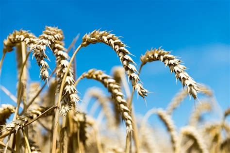 Espigas De Trigo Contra O C U Azul Foto Premium