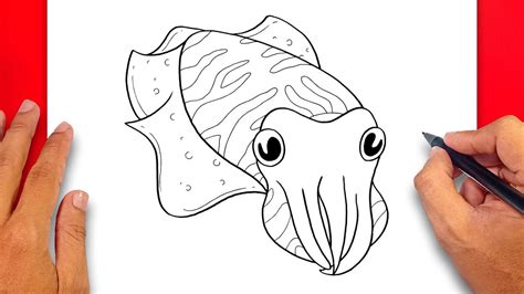 How To Draw Cuttlefish Easy Drawing Cuttlefish YouTube