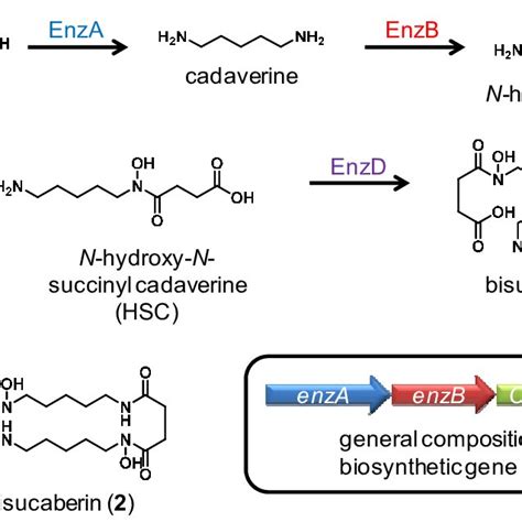 Chrome Azurol S Cas Assay Results Absorption At Nm Indicative Of