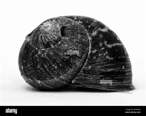 gastropod shell Stock Photo - Alamy