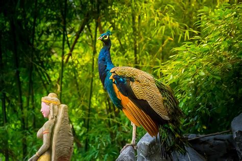 Free Images : nature, forest, bird, wildlife, jungle, fauna, peacock ...