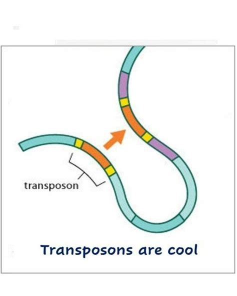 The Feschotte Lab at Cornell