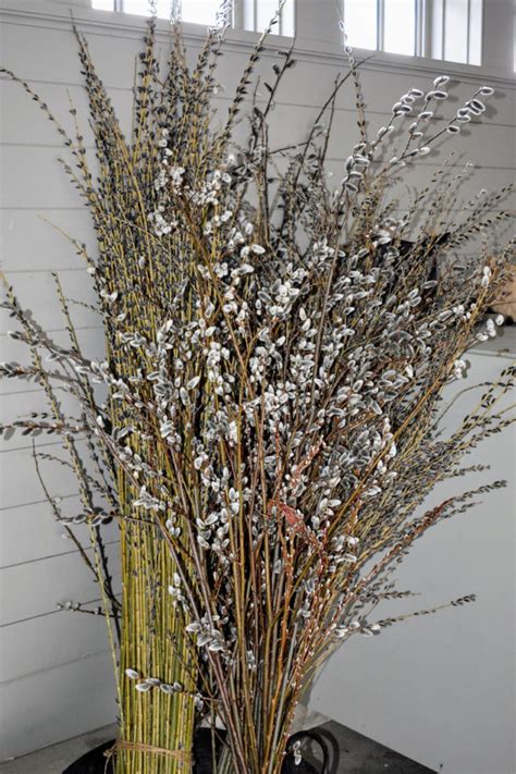 Gathering Pussy Willows At My Farm The Martha Stewart Blog