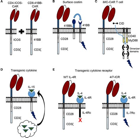 Frontiers Genetic Modification Strategies To Enhance CAR T Cell