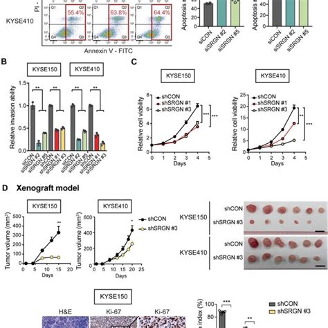 SRGN Knockdown Suppresses Malignant Potential Of ESCC Cells In Vitro