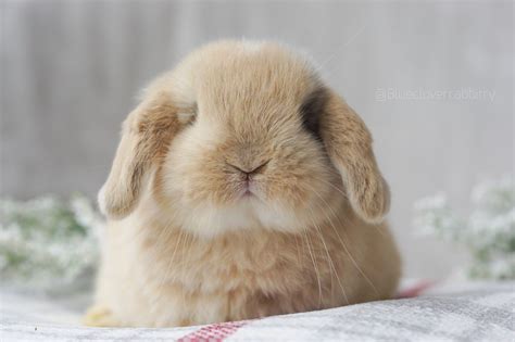 Top Rabbit Cute H Nh Nh Ng Y U L M B N C I C Ng Y