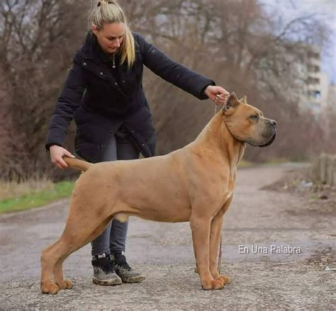 Pin By Brandon Mccoy On Dogs In 2024 Cane Corso Dog Huge Dogs