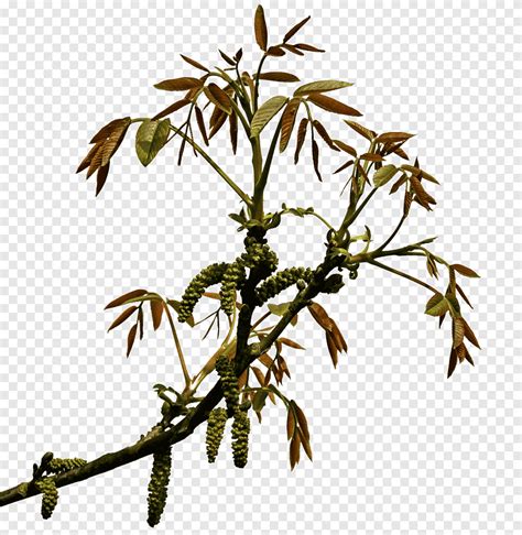 Green Leafed Plant Spring Branch Nature Flowers Png Pngegg