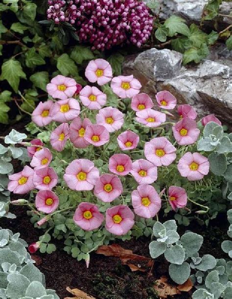 Oxalis Obtusa Frikarti Stauden AG