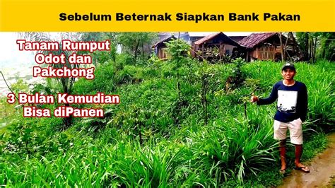 Sebelum Memulai Beternak Domba Siapkan Bank Pakan Tanam Rumput Odot