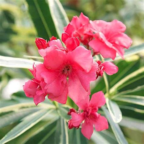 9 of the Best Oleander Varieties | Gardener’s Path