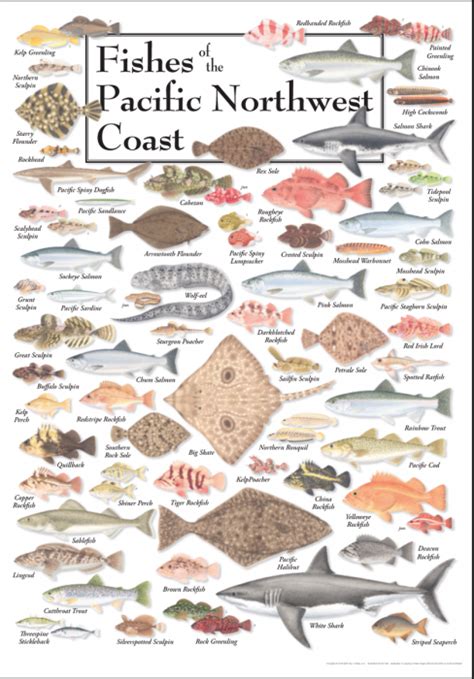 pacific ocean animals list list  sea animals   owlcation