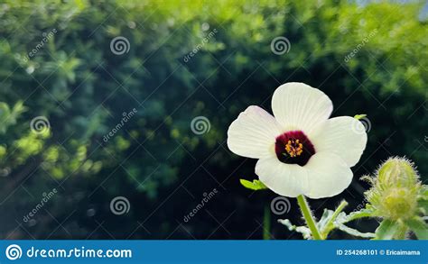 Hibiscus Trionum White Flower In The Nature Stock Image Image Of