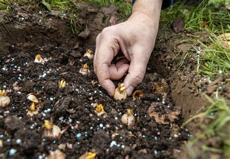 De Expertgids Voor Gladiolen Verzorging Planten Snoeien En Meer