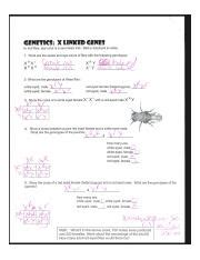 Understanding X Linked Genes In Fruit Flies Eye Color And Sex Course