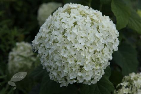 Buy Sevenbark Hydrangea Arborescens Annabelle Delivery By Crocus