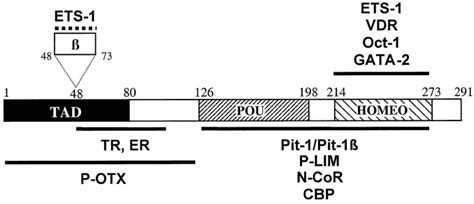 The Pit Homeodomain And Domain Interact With Ets And Modulate