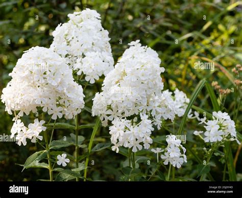 Late Summer Panicles Of Fragrant White Flowers Of The Hardy Perennial