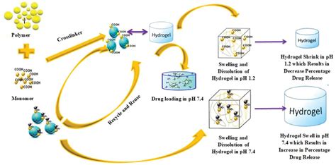 Schematic Diagram Of Drug Loading And Release Download Scientific Diagram