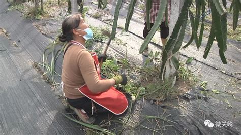 【一手抓防疫一手抓生产】上关镇：抢时节、抓春耕 防疫生产两不误澎湃号·政务澎湃新闻 The Paper